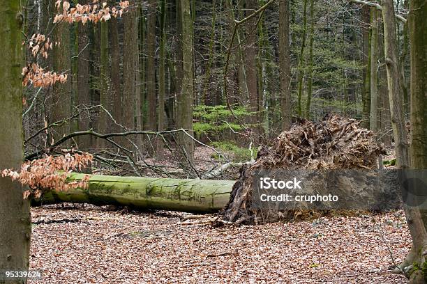 Grave Tempestade Desenraizar Uma Grande Árvore - Fotografias de stock e mais imagens de Acidente Natural - Acidente Natural, Ao Ar Livre, Apodrecer