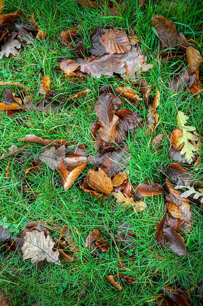 「wet （ウェット）」の草の紅葉 - oak tree tree grass hdr ストックフォトと画像