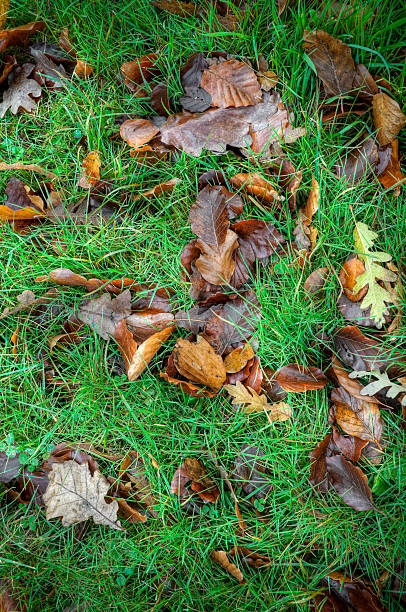 wet folhas de outono na grama - oak tree tree grass hdr - fotografias e filmes do acervo