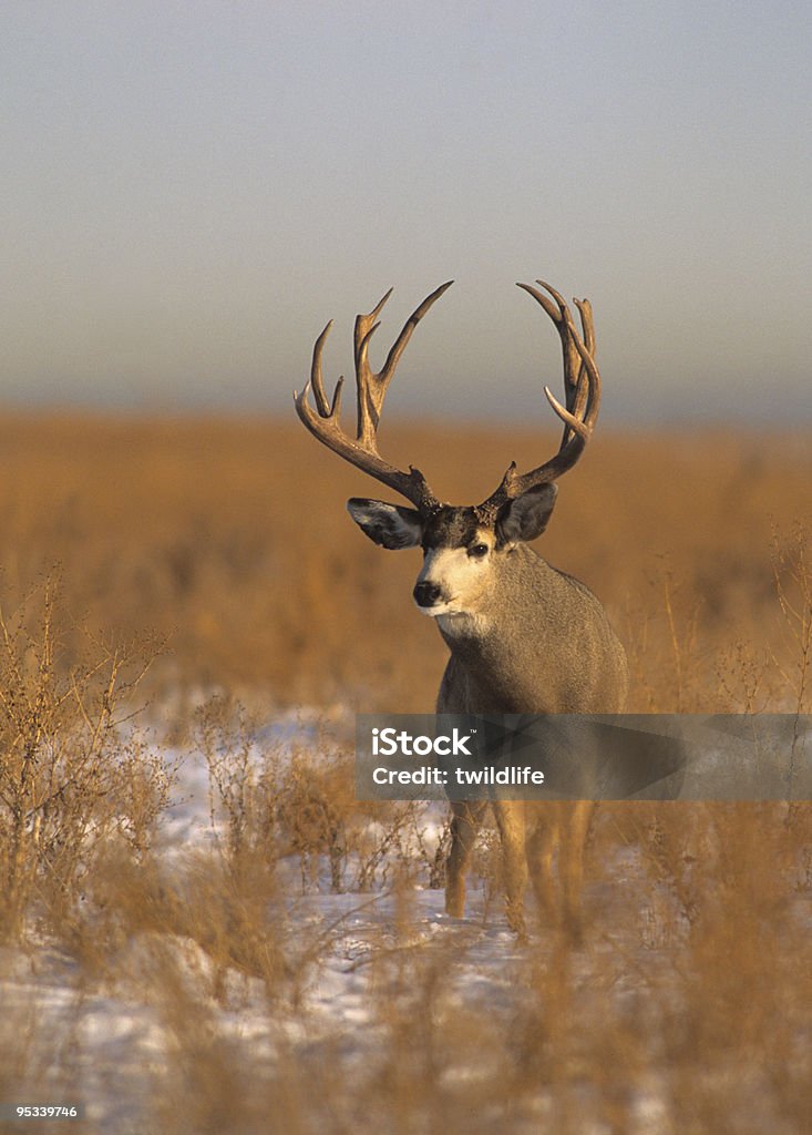 Cerf Buck dans la Prairie - Photo de Animal mâle libre de droits