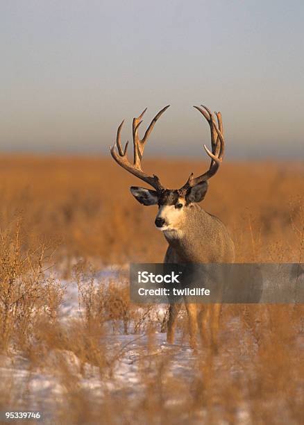 Photo libre de droit de Cerf Buck Dans La Prairie banque d'images et plus d'images libres de droit de Animal mâle - Animal mâle, Cerf, Cerf-mulet