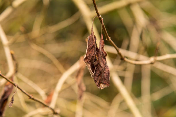 istock Close-Up Of Plant 953397524