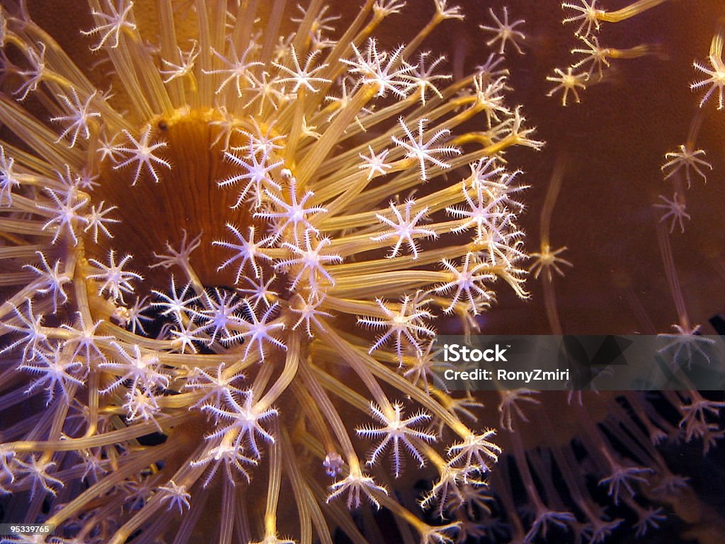 Korallen im Roten Meer - Lizenzfrei Abenteuer Stock-Foto