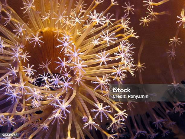 Korallen Im Roten Meer Stockfoto und mehr Bilder von Abenteuer - Abenteuer, Bildhintergrund, Biologie