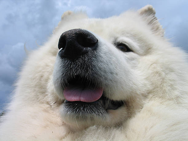 istock Samoyed dog in close up 95339772