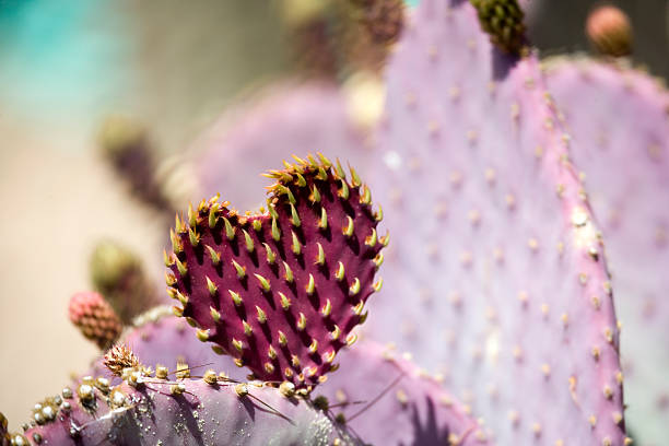 Cactus heart stock photo
