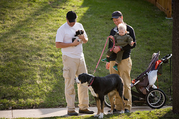 vizinhos para fora para um passeio - shih tzu cute animal canine imagens e fotografias de stock