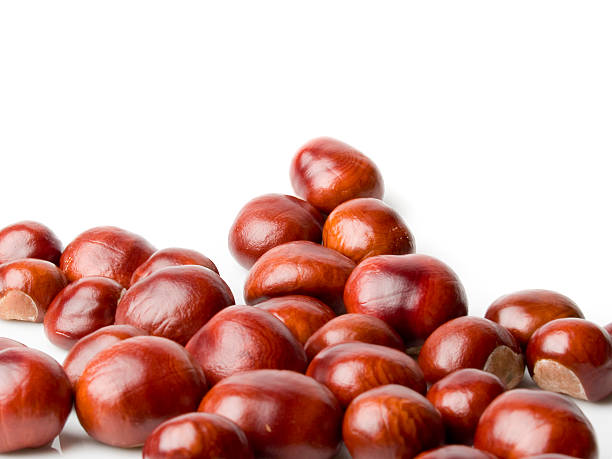 chestnut  cusp stock pictures, royalty-free photos & images