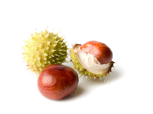 three chestnut  cusp stock pictures, royalty-free photos & images