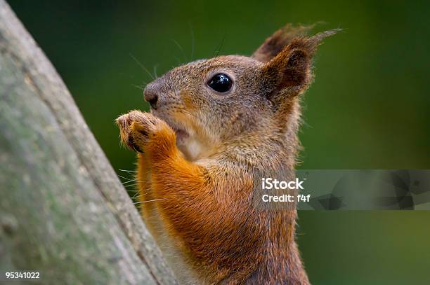 Squirrels In Tree Stock Photo - Download Image Now - Acorn, Animal, Animal Wildlife
