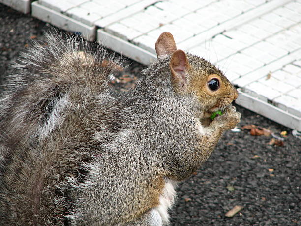 Essen-Eichhörnchen – Foto