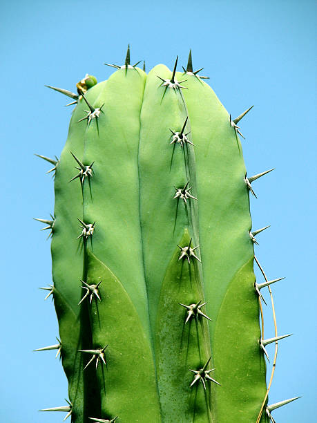 Grünen Kaktus – Foto