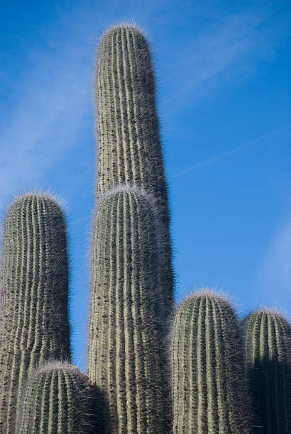 cactus en mallorca - wasserspeicher fotografías e imágenes de stock