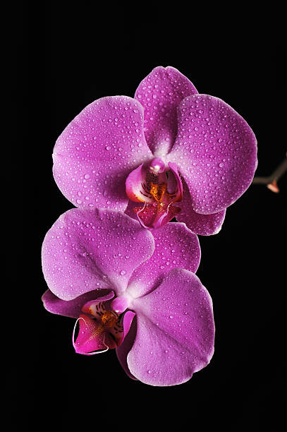 orquídea cor-de-rosa - 5428 - fotografias e filmes do acervo