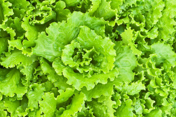 istock The texture of the green lettuce 953424510