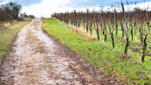 istock dirty road along vineyard in Alsace in winter 953425140