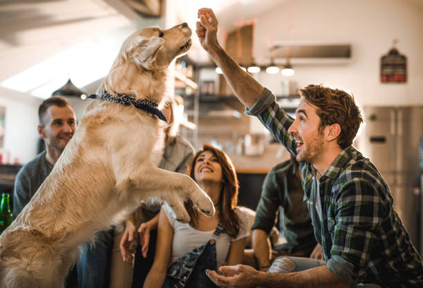 Playful man having fun with his dog at home with friends. Large group of young people enjoying in the apartment. Focus is on man teaching his dog tricks. animal tricks stock pictures, royalty-free photos & images