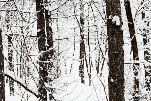 istock pine tree trunks in snowy forest in overcast day 953425534