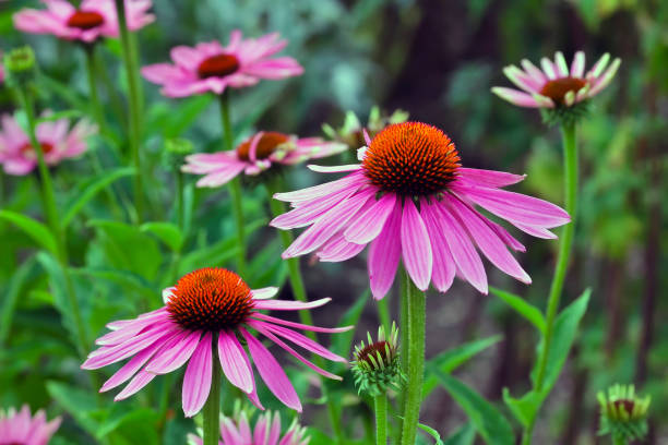 cónica, echinacea angustifolia - coneflower fotografías e imágenes de stock