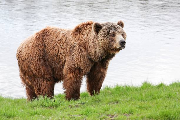istock Brown bear in the nature 953427766
