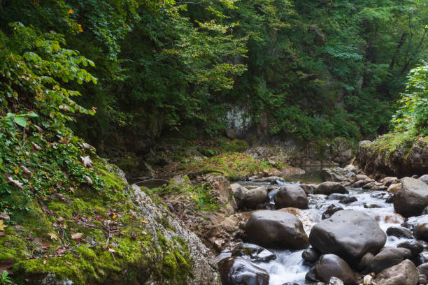 mountain stream - hokkaido japan stream forest imagens e fotografias de stock