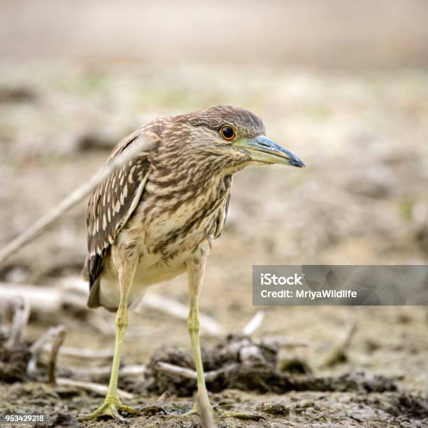 Juvenile Blackcrowned Night Heron Called Stock Photo - Download Image Now