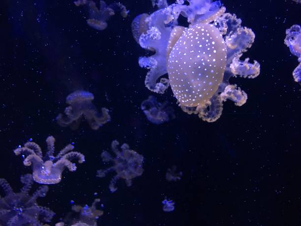 istock aquarium of jellyfishes 953429694
