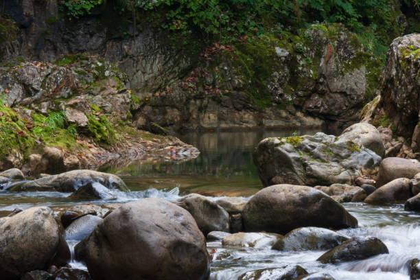 mountain stream - hokkaido japan stream forest imagens e fotografias de stock