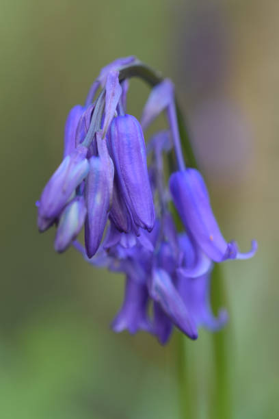 istock Macro image of a bluebell in a Cornish woodland 953430002