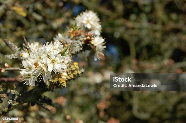 Foto de Flor De Apple e mais fotos de stock de Cabeça da flor - Cabeça da flor, Flor, Flor de Macieira