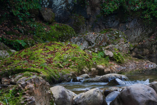 mountain stream - hokkaido japan stream forest imagens e fotografias de stock