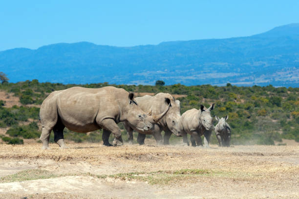 istock African white rhino 953430354