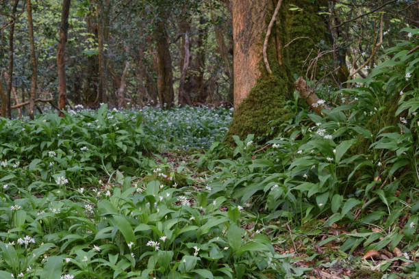 istock Ramsons in a Cornish woodland 953431100