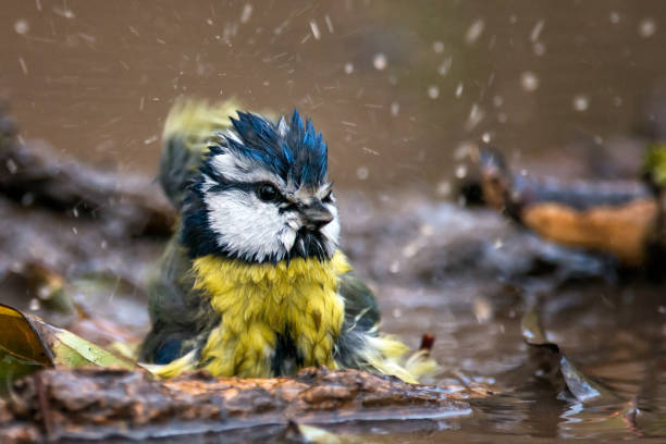 水の中で水しぶき青シジュウカラ - birdbath ストックフォトと画像