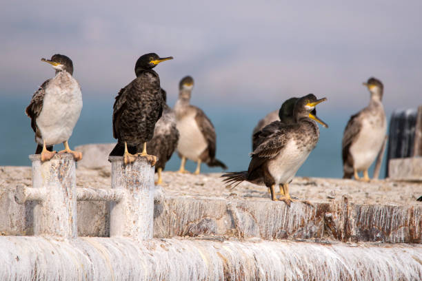 gruppe von crested kormoran auf alten rostigen schiff (phalacrocorax aristotelis) - crested cormorant stock-fotos und bilder