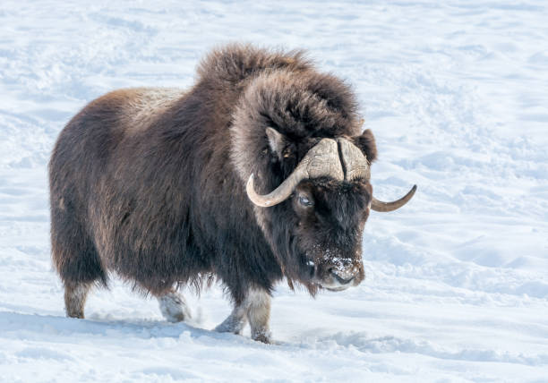 muskok waling en la nieve en un día soleado de diciembre - musk fotografías e imágenes de stock