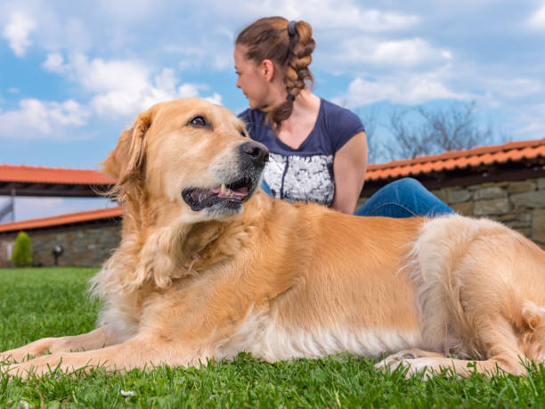 istock Golden retriever posing lying on the grass 953432390