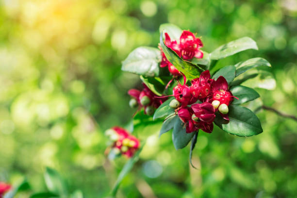 istock flowers with beauty in nature. 953432456