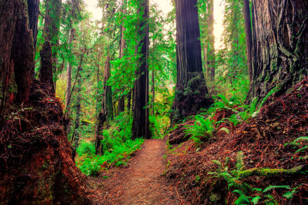istock Trails in the Redwood 953432628
