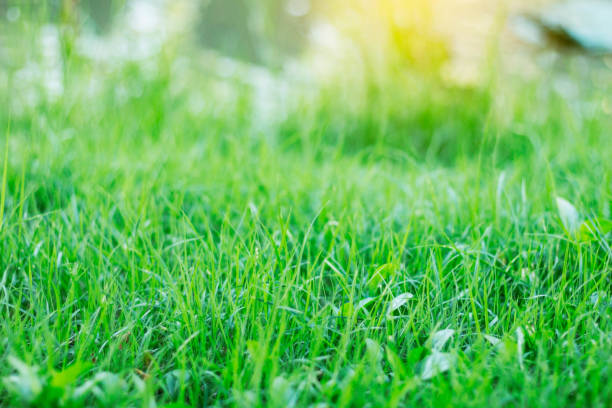 istock Green grass with freshness of nature. 953433946