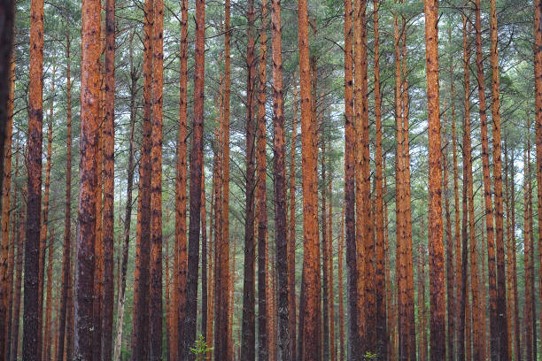 istock Pine forest, trunks of trees. Green and red colors. 953434586