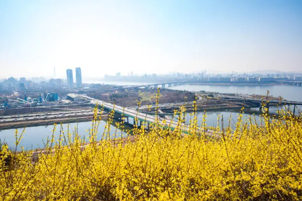 Seoul skyline and Eungbong mountain in spring with Forsythia Flowers.