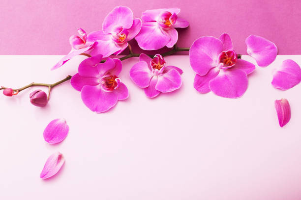 istock the beautiful orchid flowers 953435358