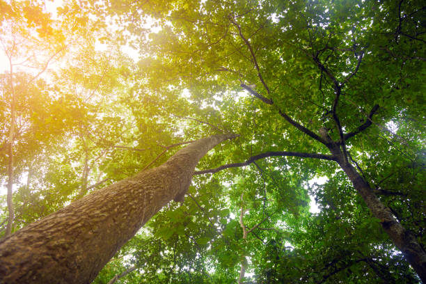 istock Look up under the trees with sunlight in tropical rain forest - Low angle view 953435388
