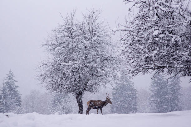 istock Winter snowy deer and trees. 953435414