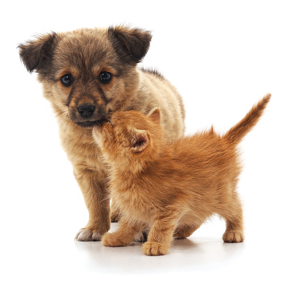 Kitten and puppy isolated on a white background.