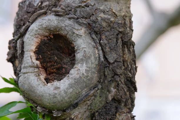 un agujero de árbol viejo redondo - tree hole bark brown fotografías e imágenes de stock