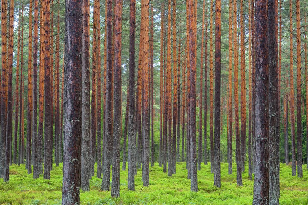 istock Pine forest, trunks of trees. Green and red colors. 953435920
