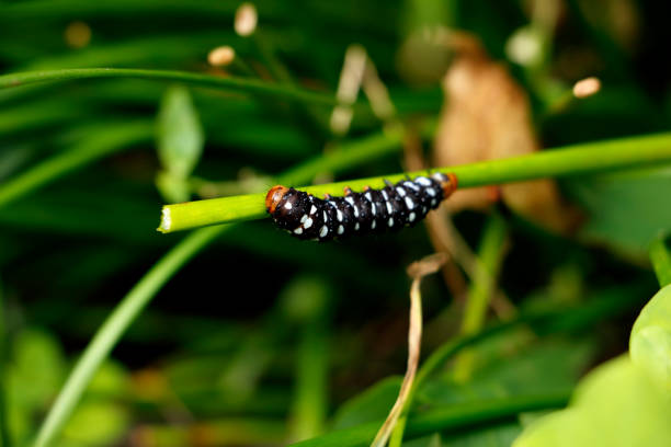 Young Spodoptera picta caterpillar Feeding on zephyranthes candida Storm Lily stock photo