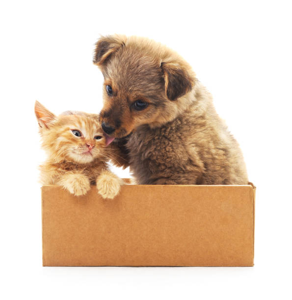 istock Kitten and puppy in a box. 953437892